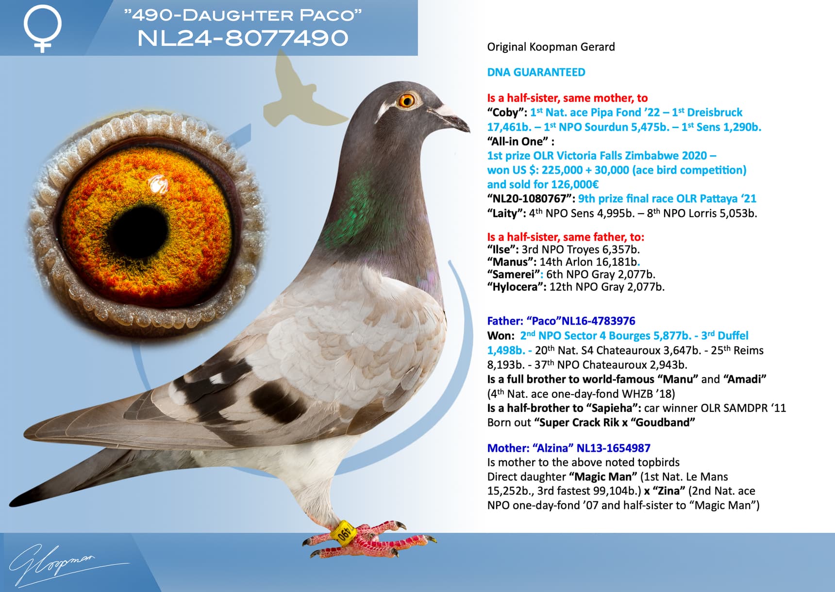 pigeon: undefined