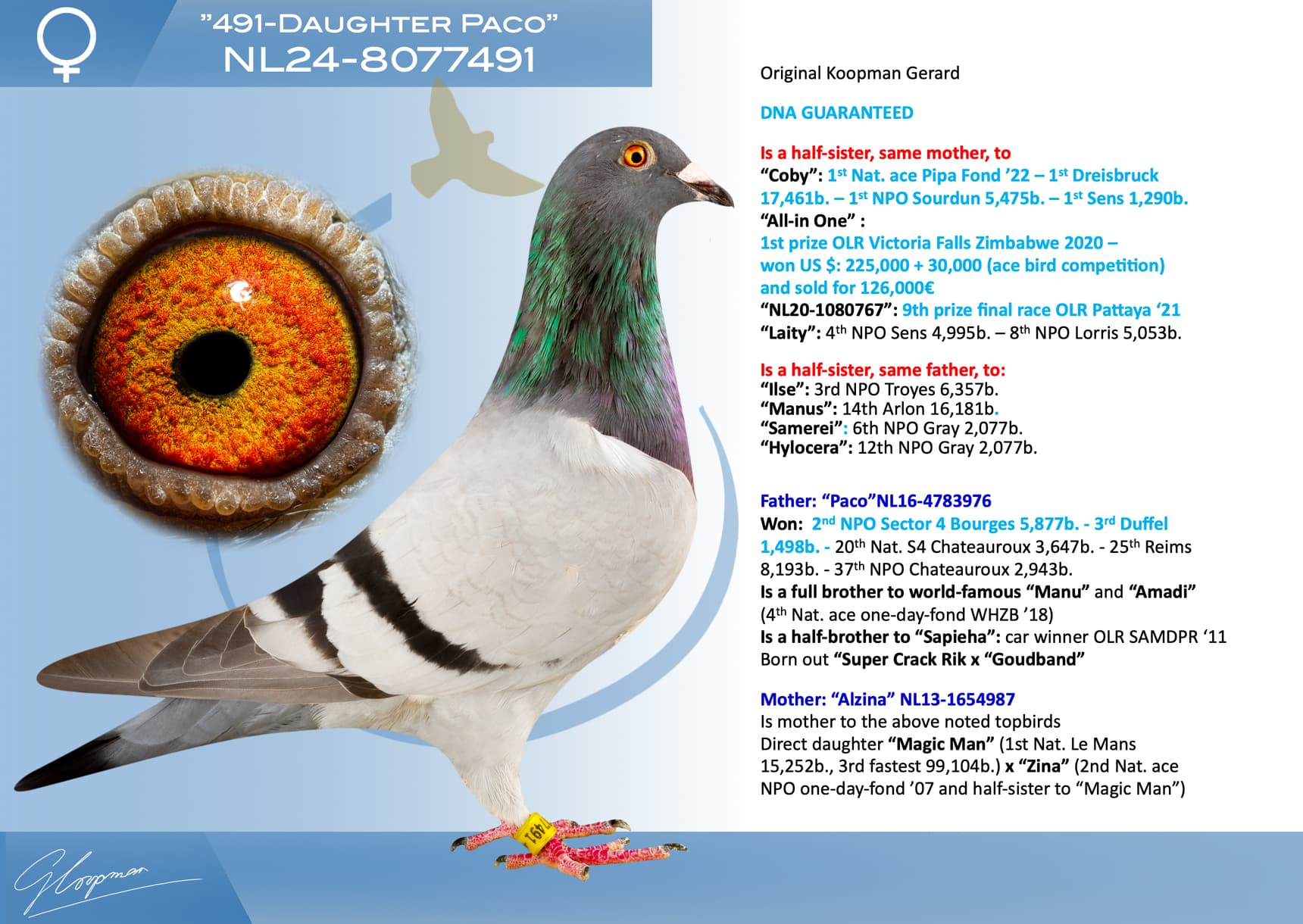 pigeon: undefined