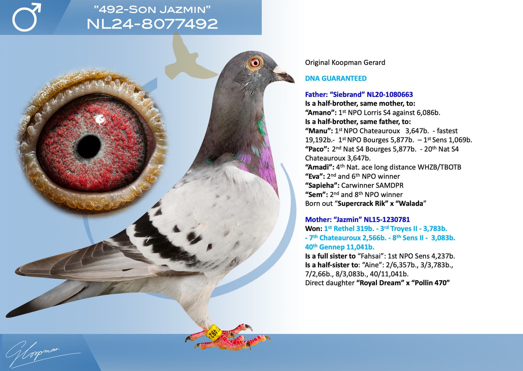 pigeon: undefined