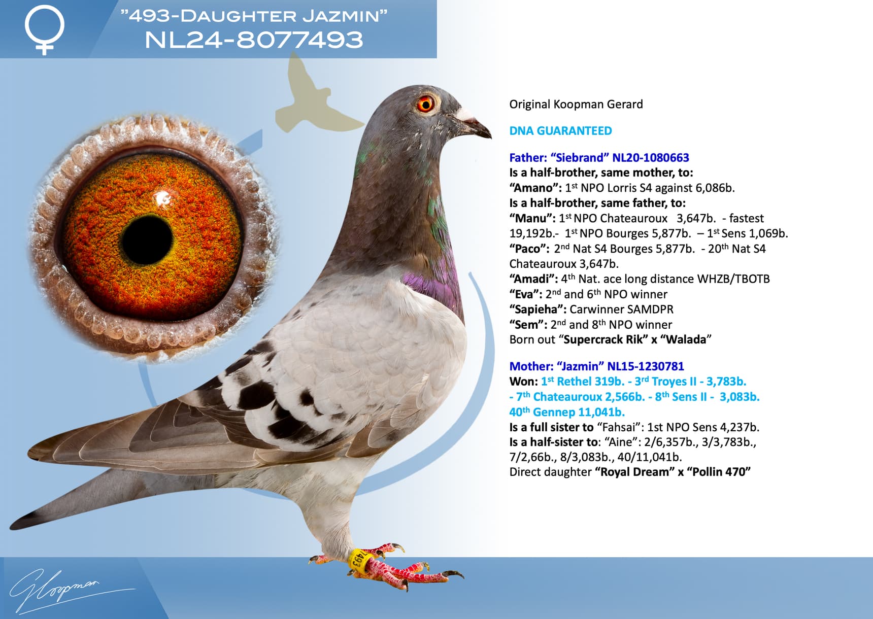 pigeon: undefined