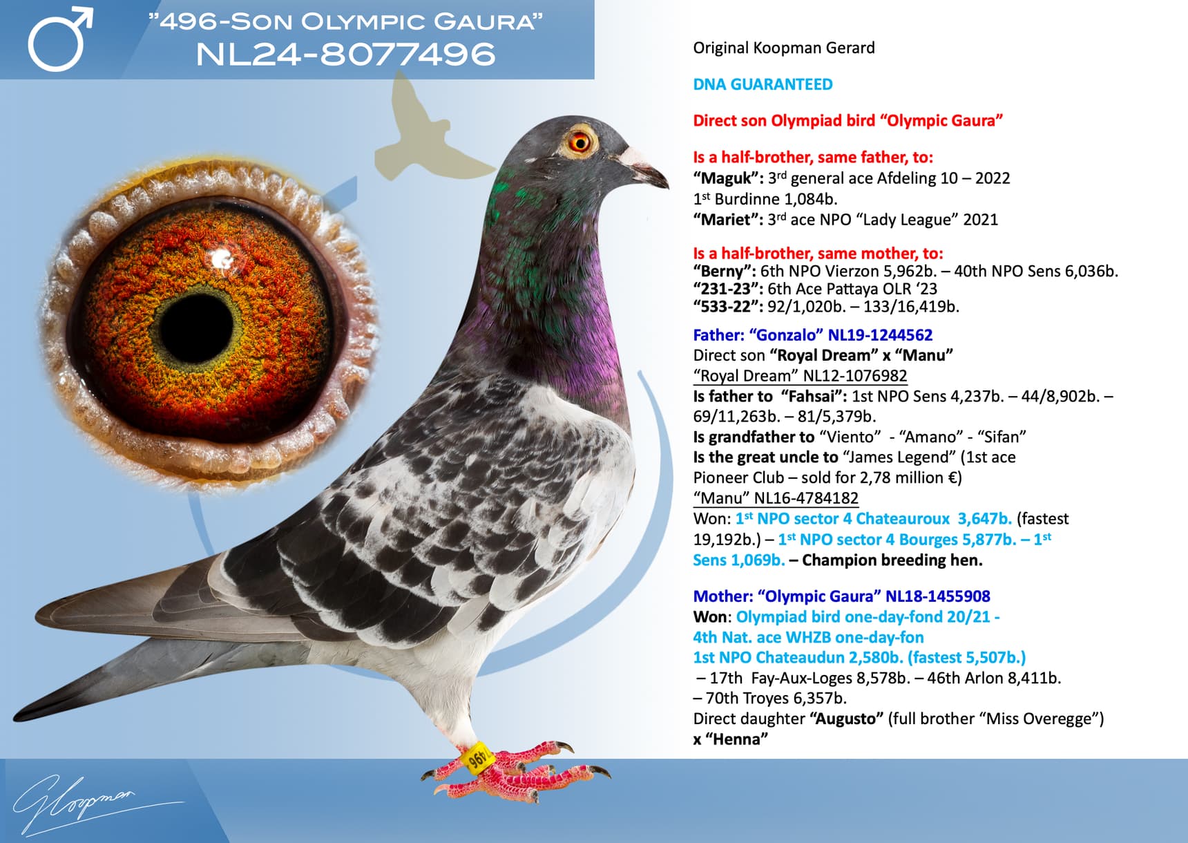 pigeon: undefined