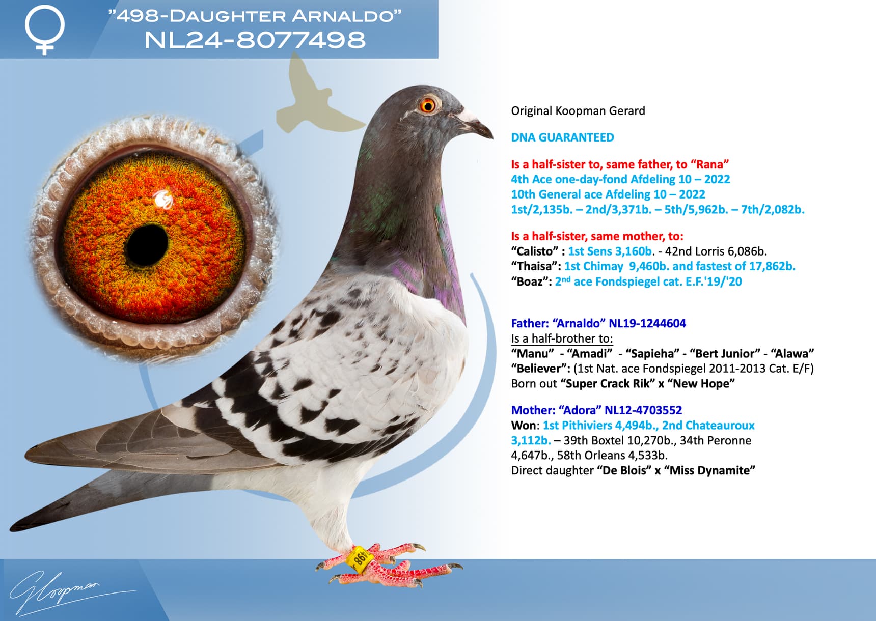 pigeon: undefined