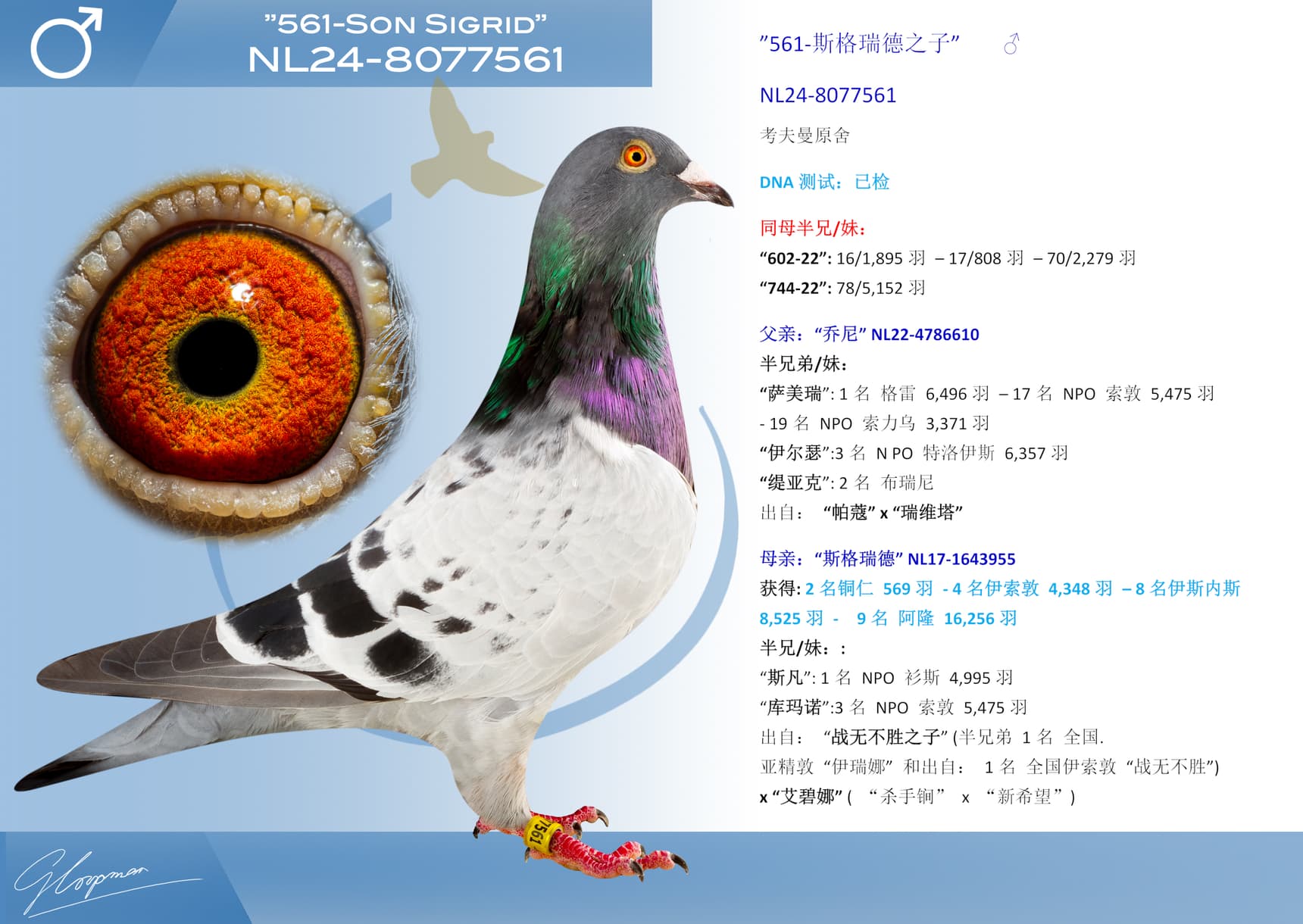 pigeon: undefined