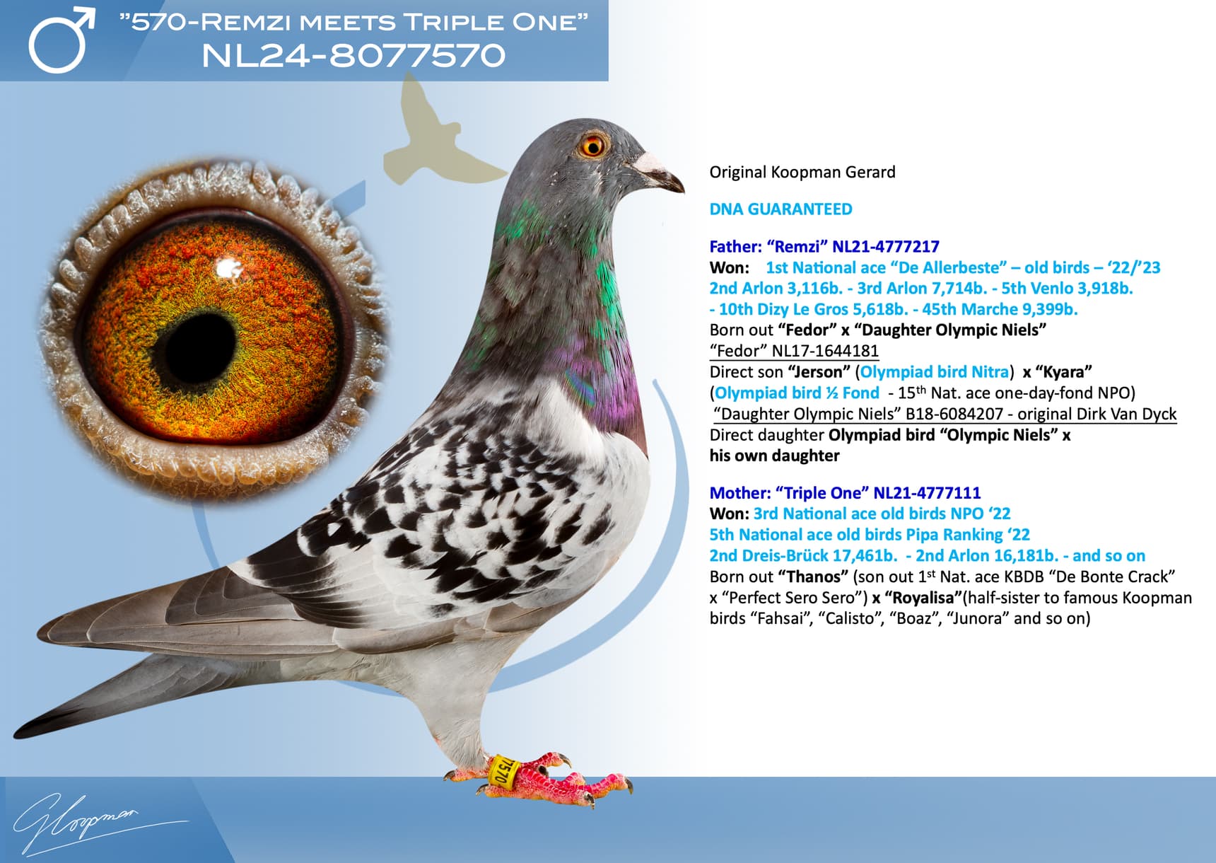 pigeon: undefined