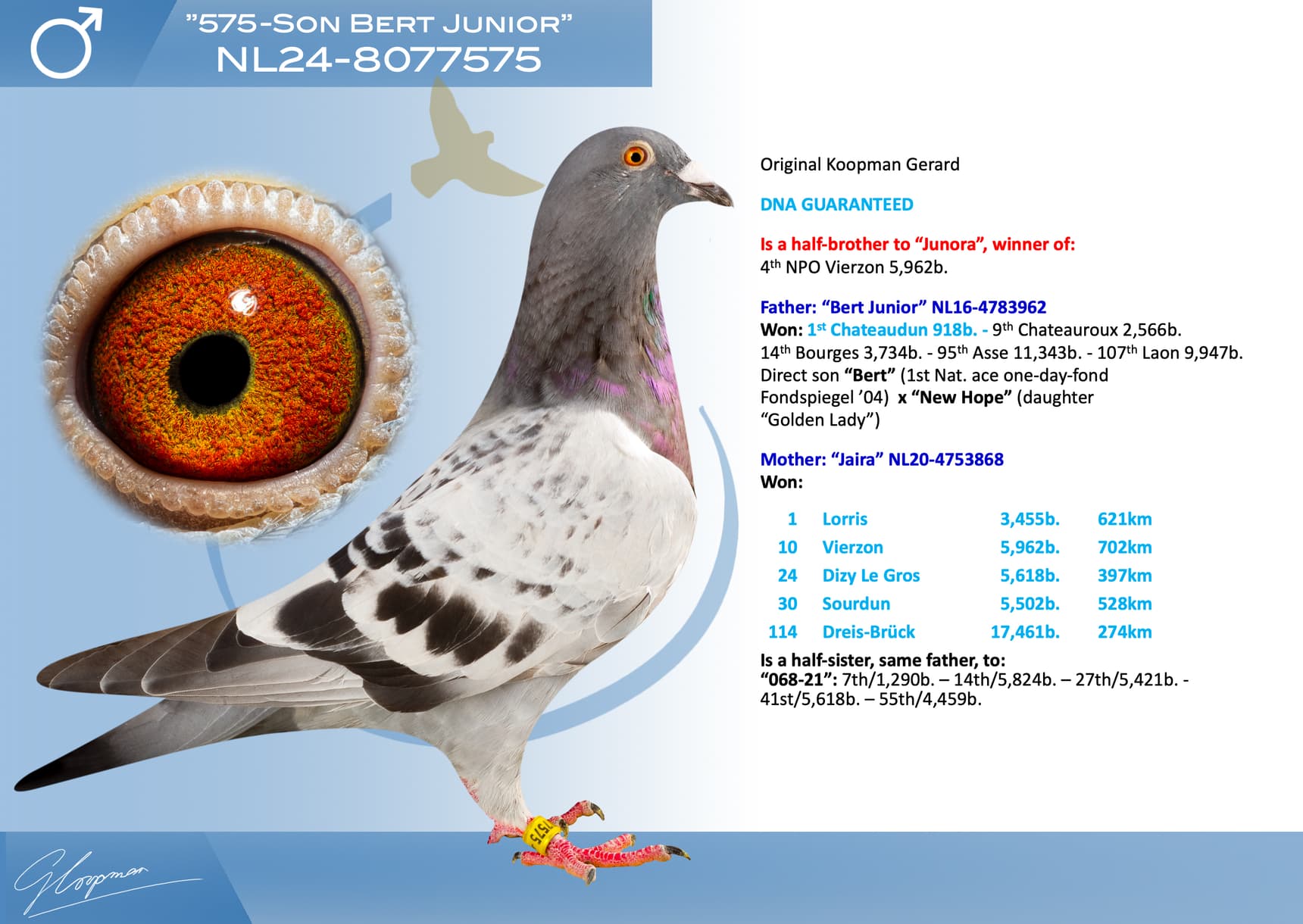 pigeon: undefined