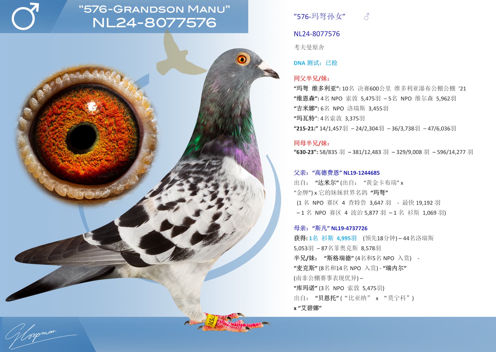 pigeon: ”576-玛弩孙女”