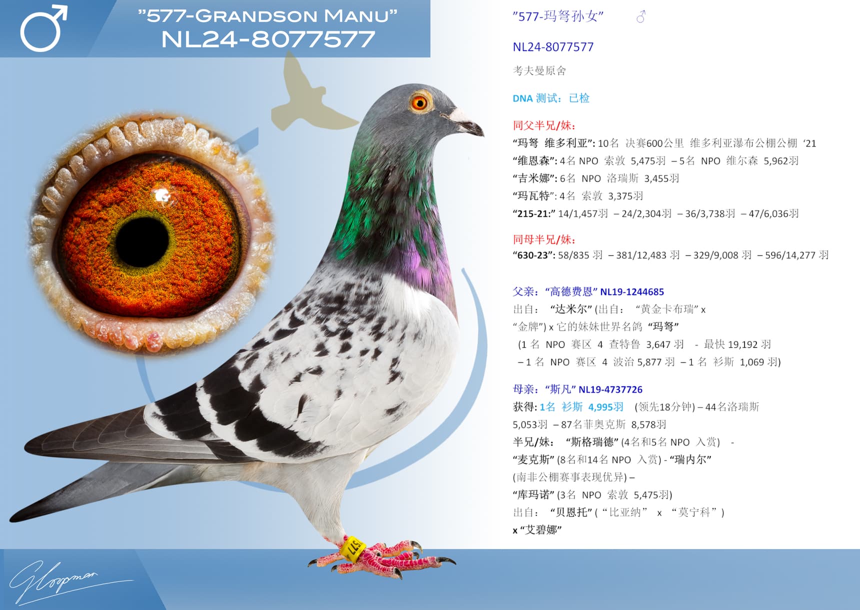 pigeon: ”577-玛弩孙女”