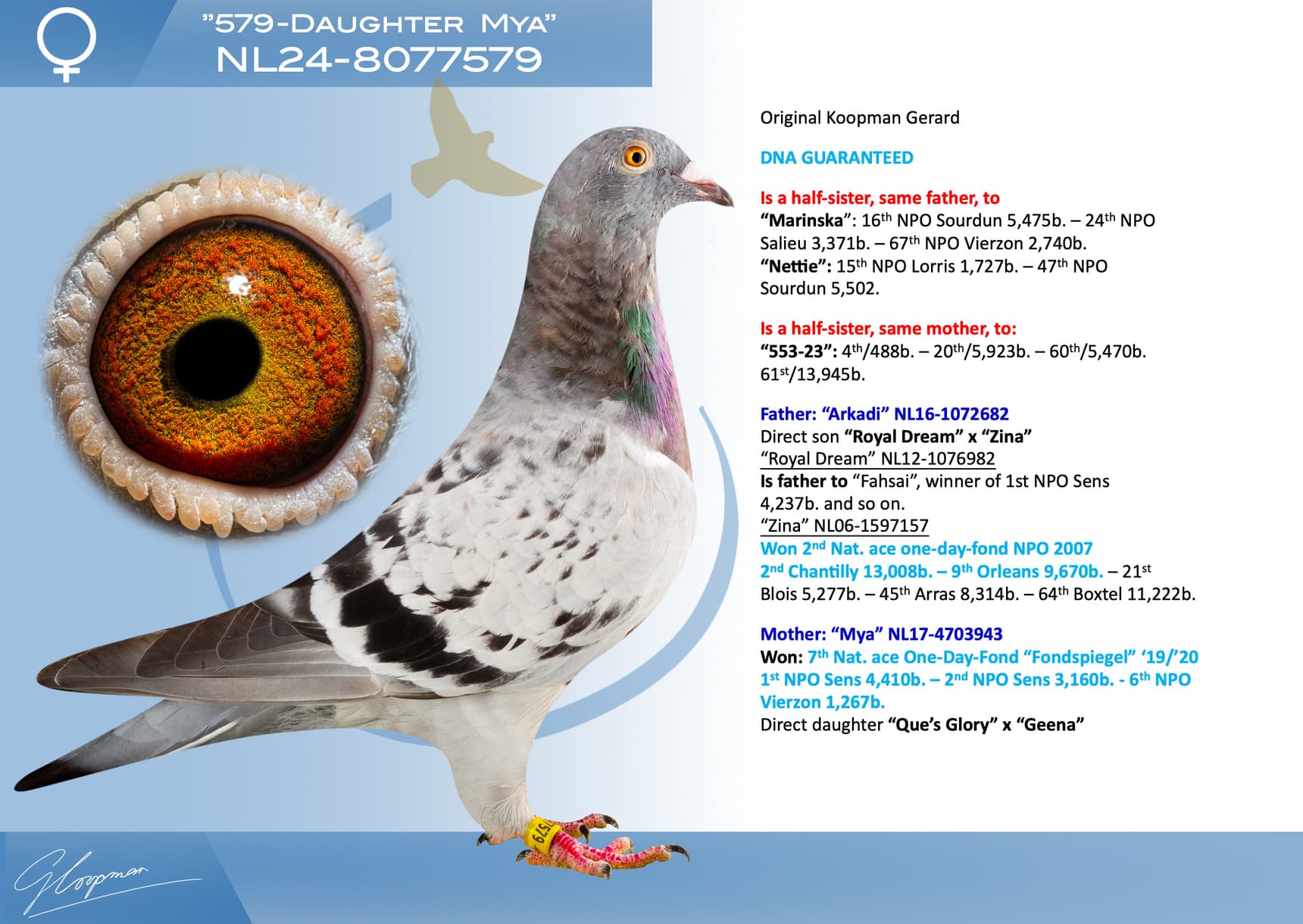 pigeon: undefined