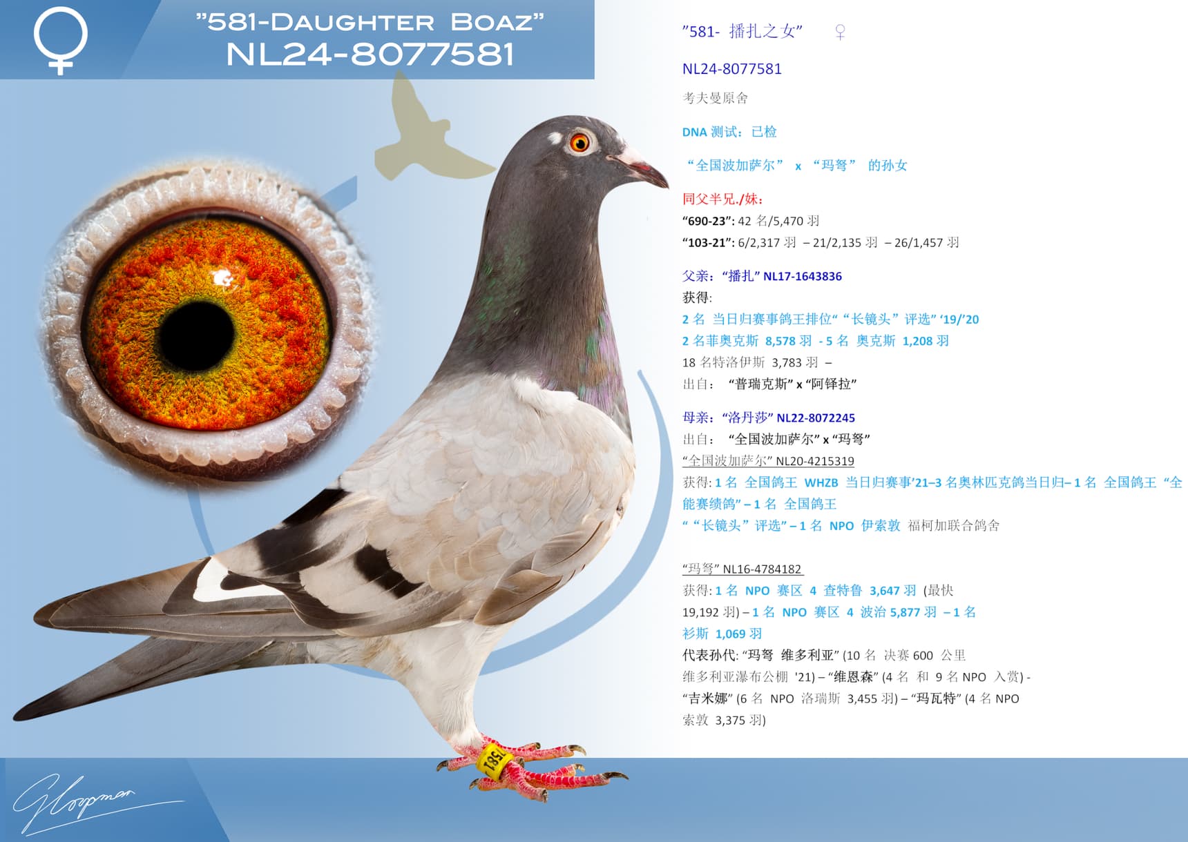pigeon: undefined