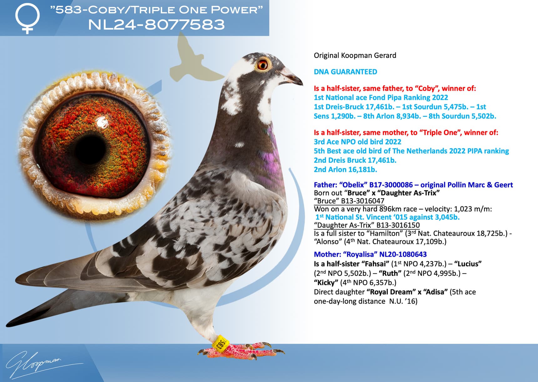 pigeon: undefined