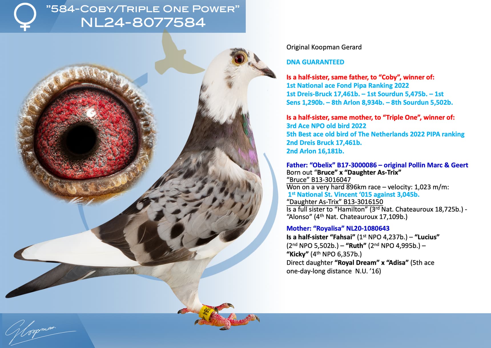 pigeon: undefined