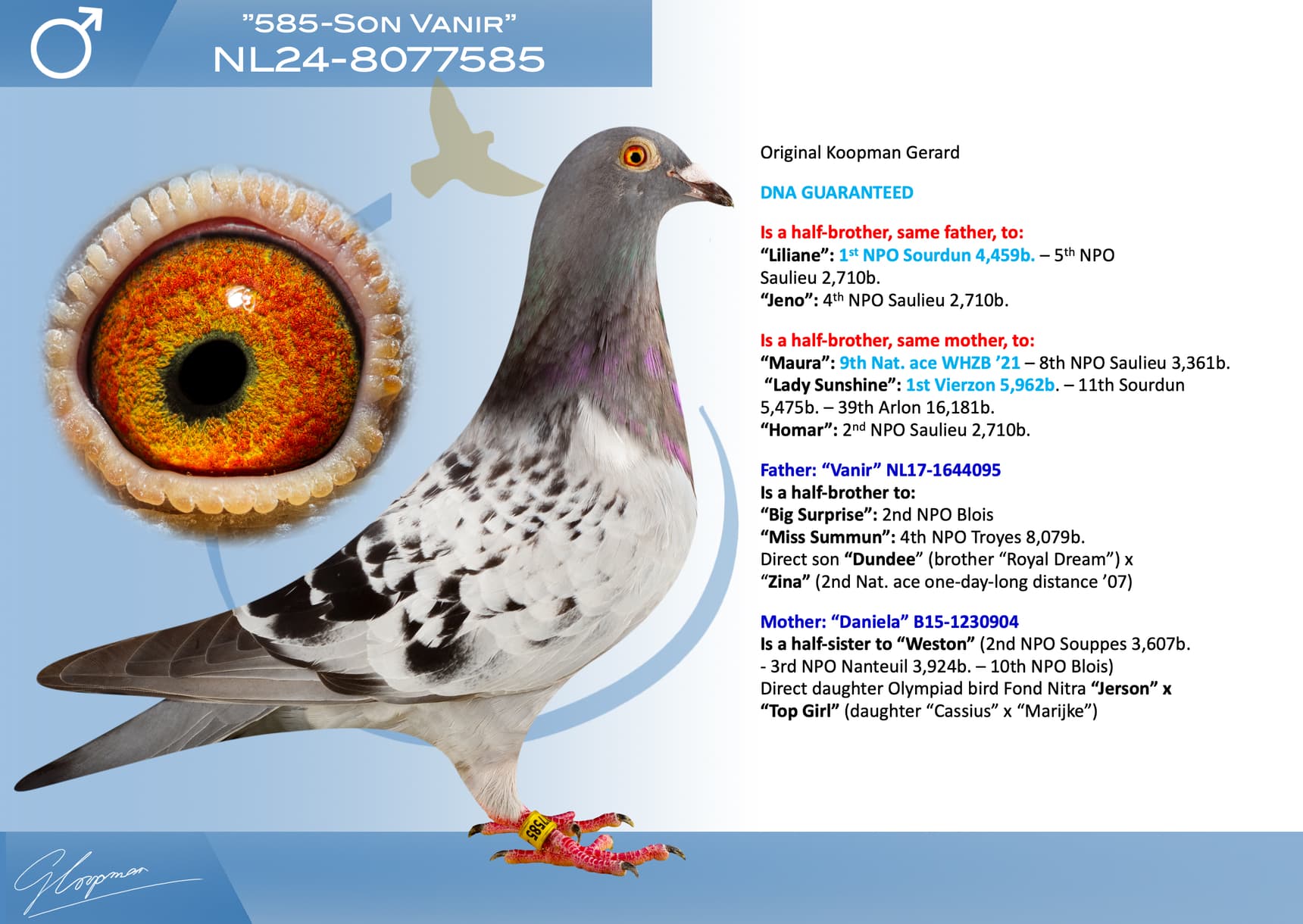 pigeon: undefined