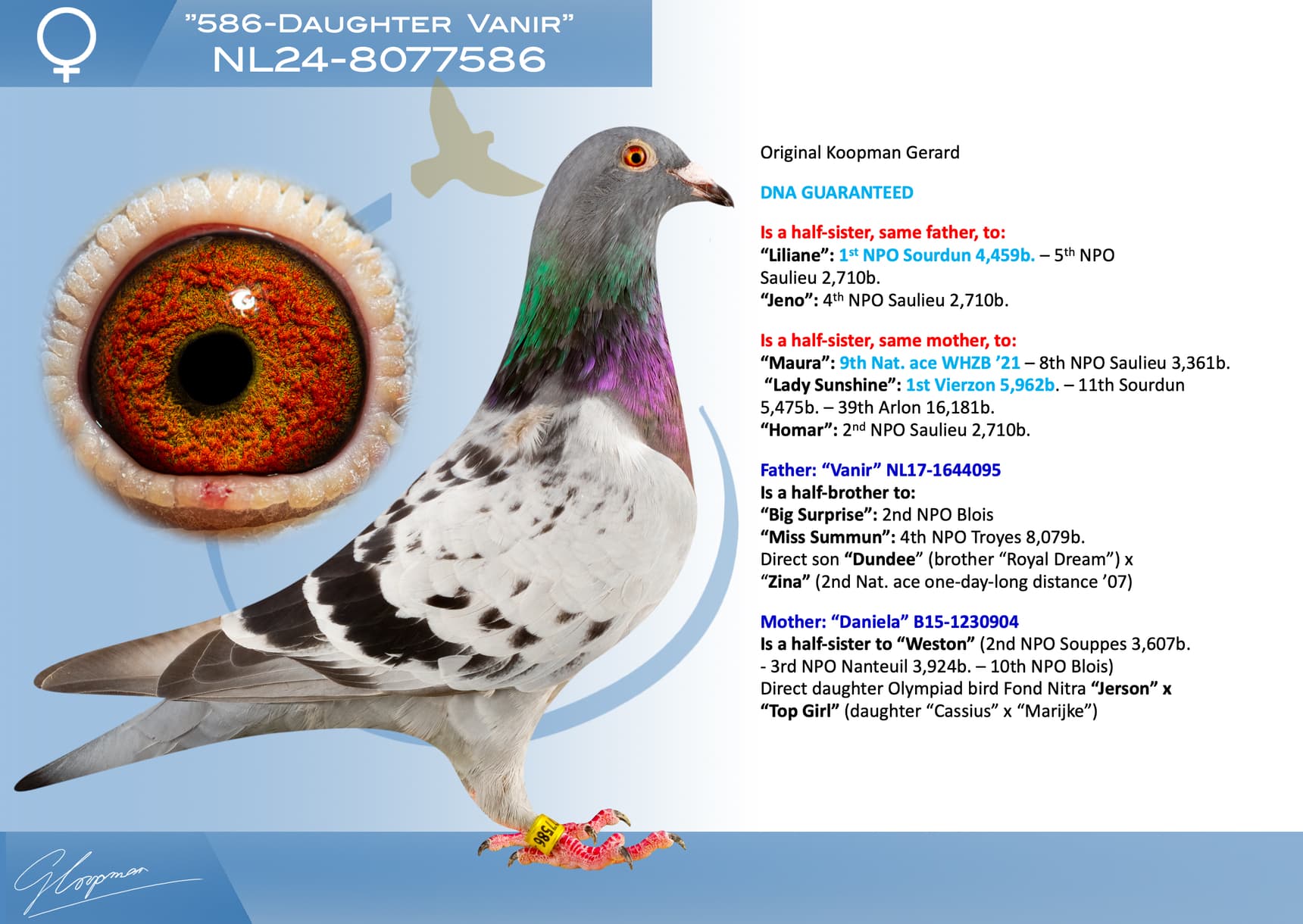 pigeon: undefined