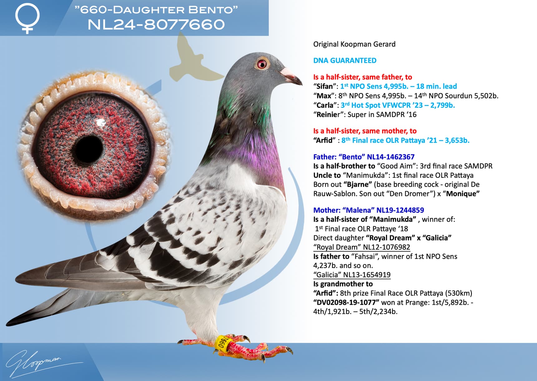 pigeon: undefined