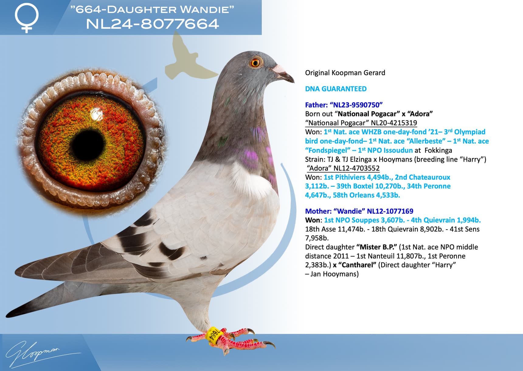 pigeon: undefined