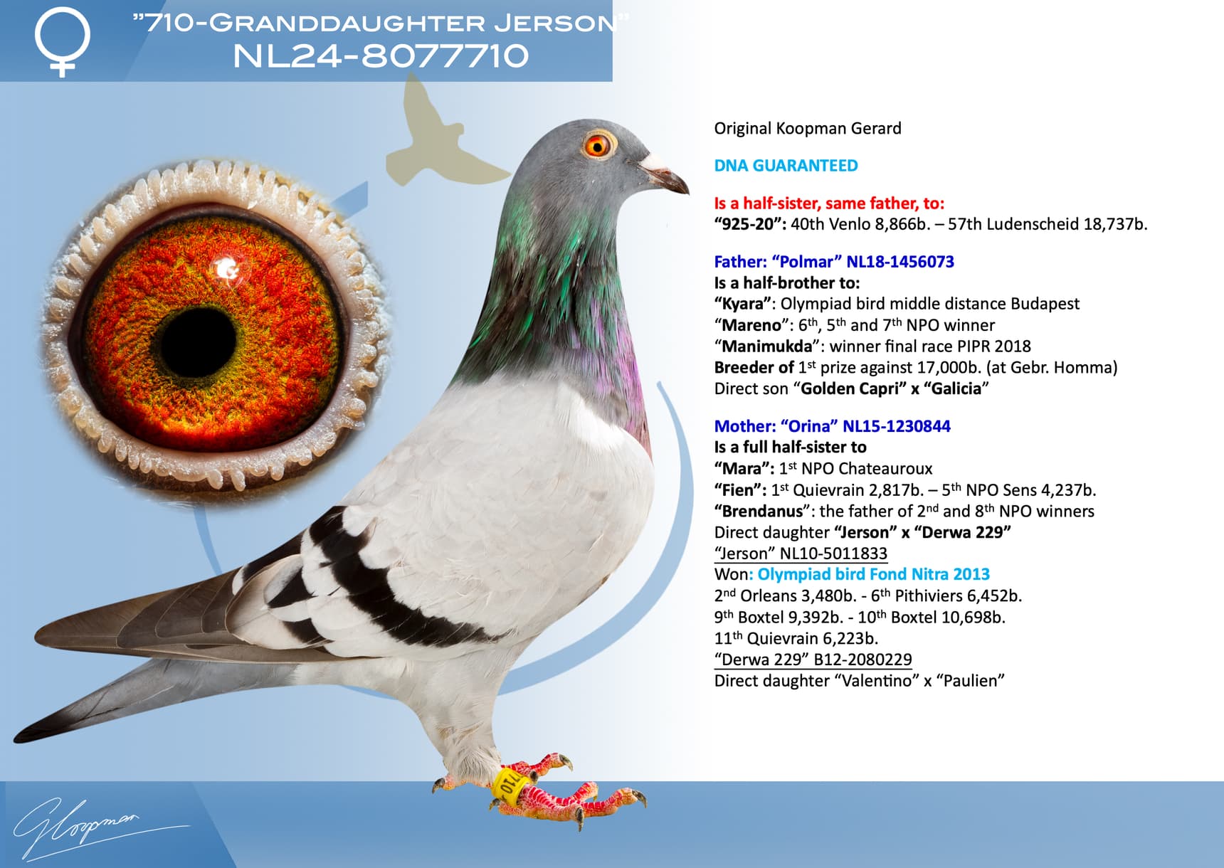 pigeon: undefined