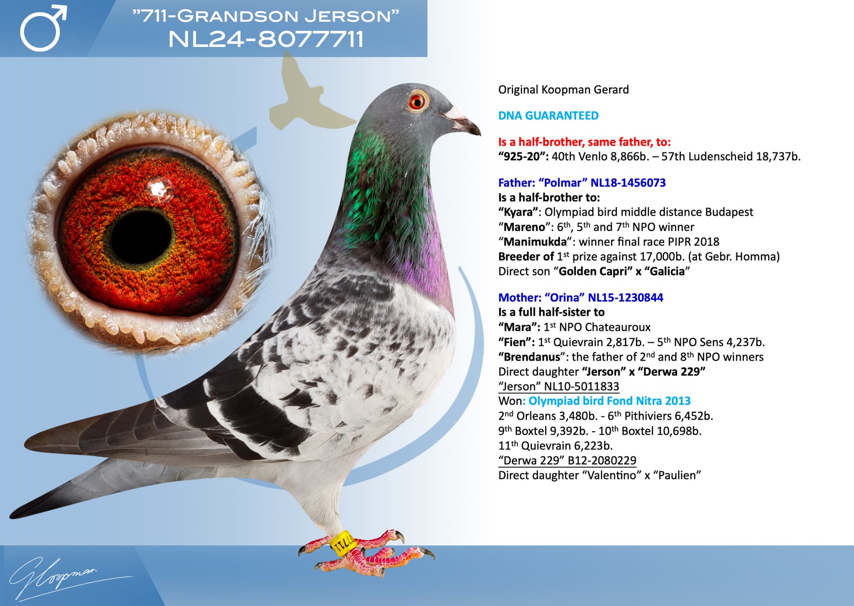pigeon: undefined