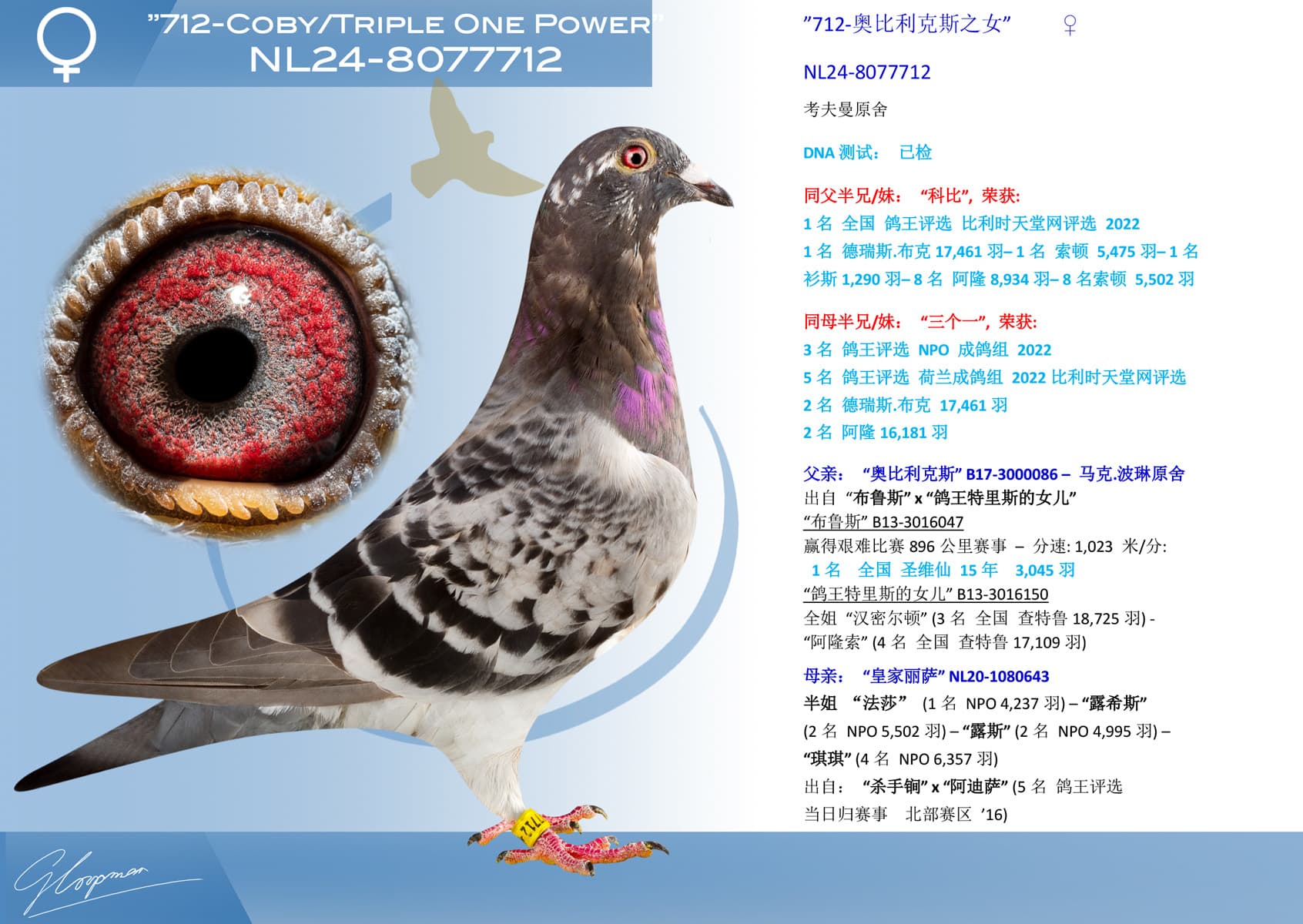 pigeon: undefined