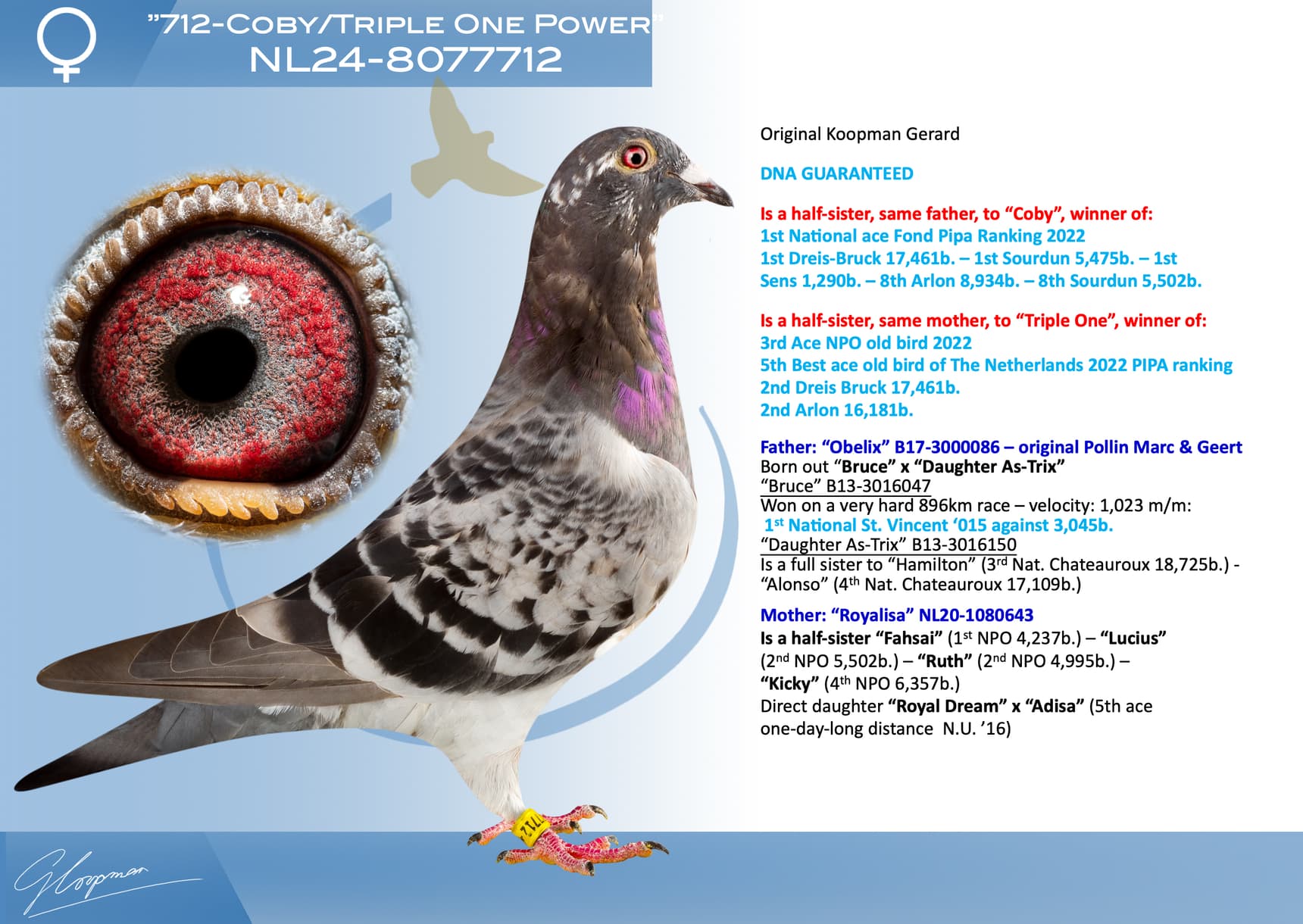 pigeon: undefined
