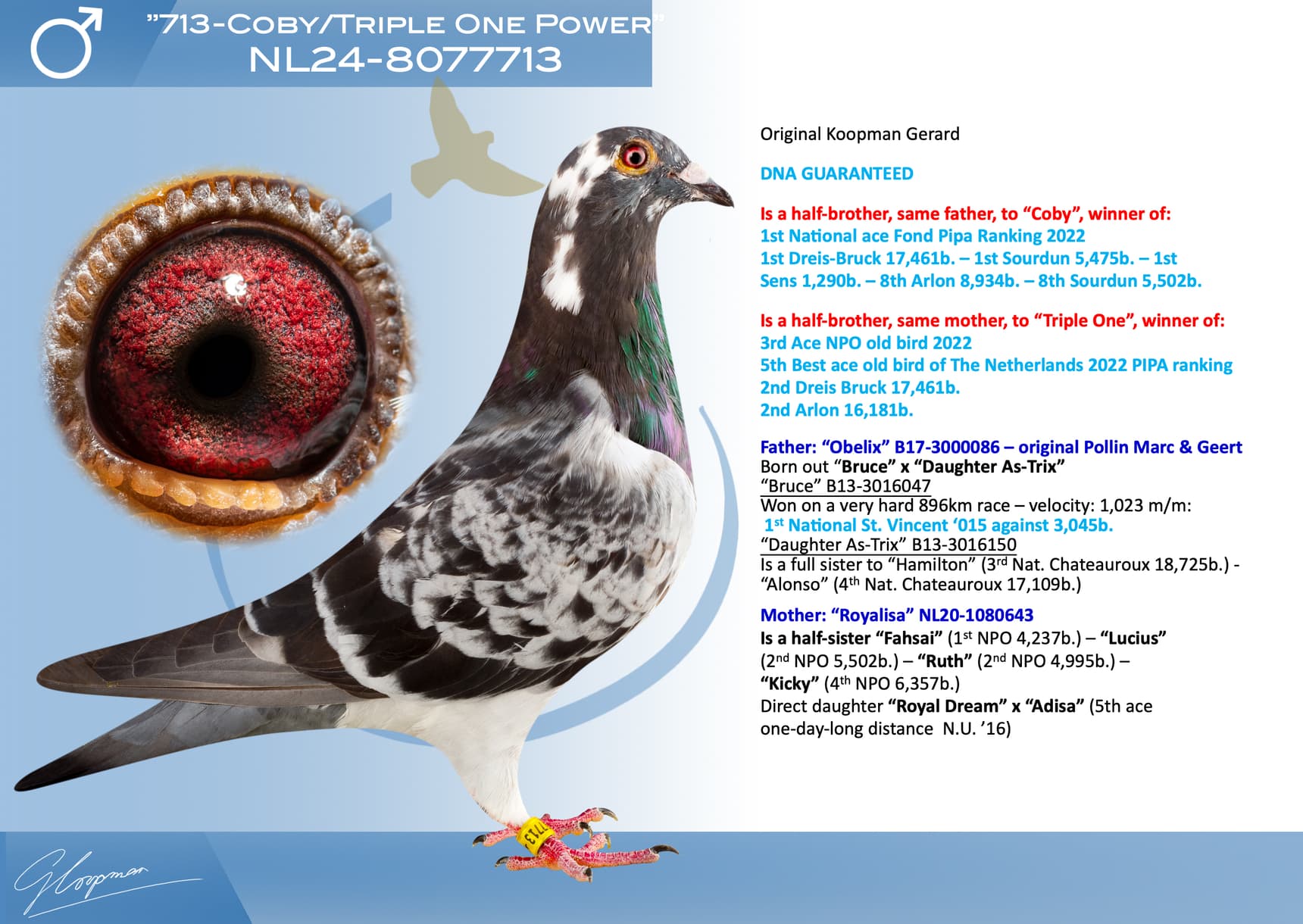 pigeon: undefined