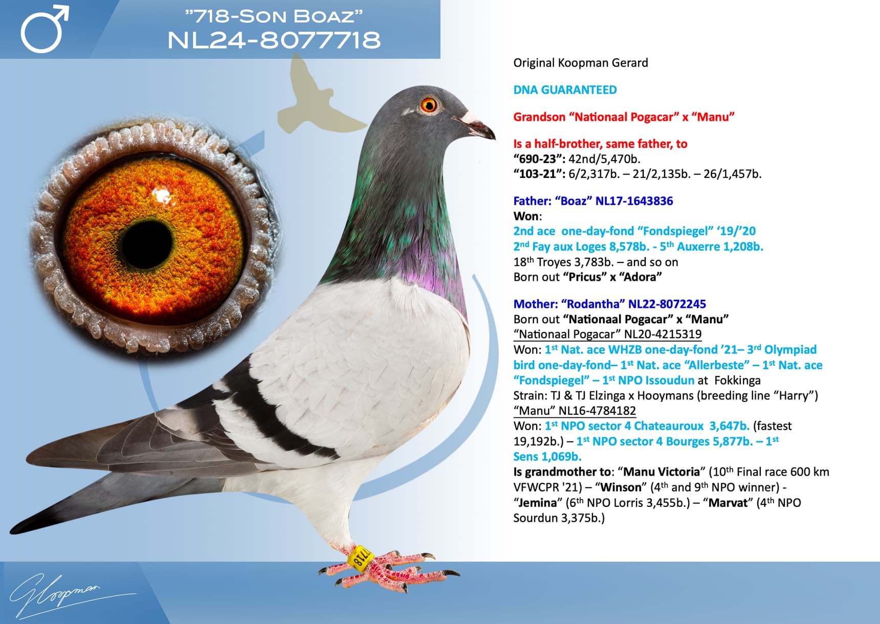 pigeon: undefined