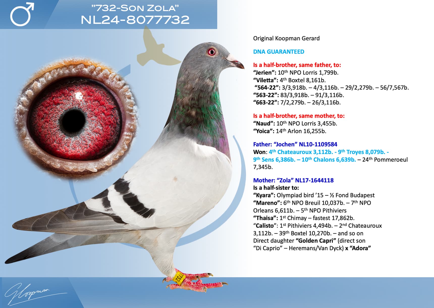 pigeon: undefined