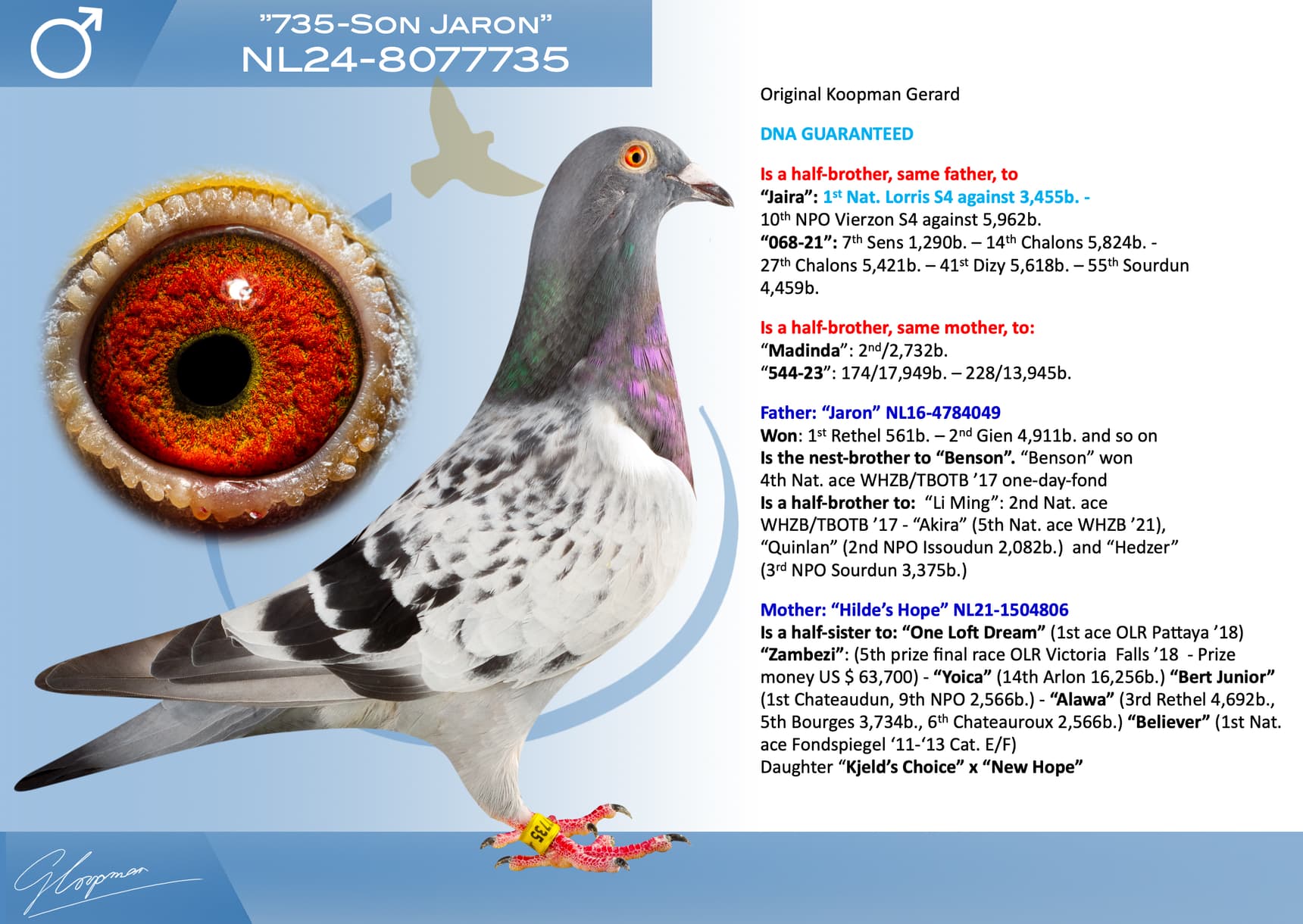 pigeon: undefined
