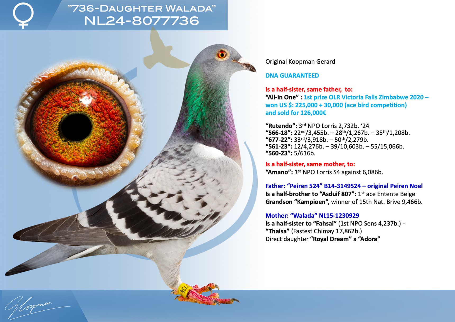 pigeon: undefined