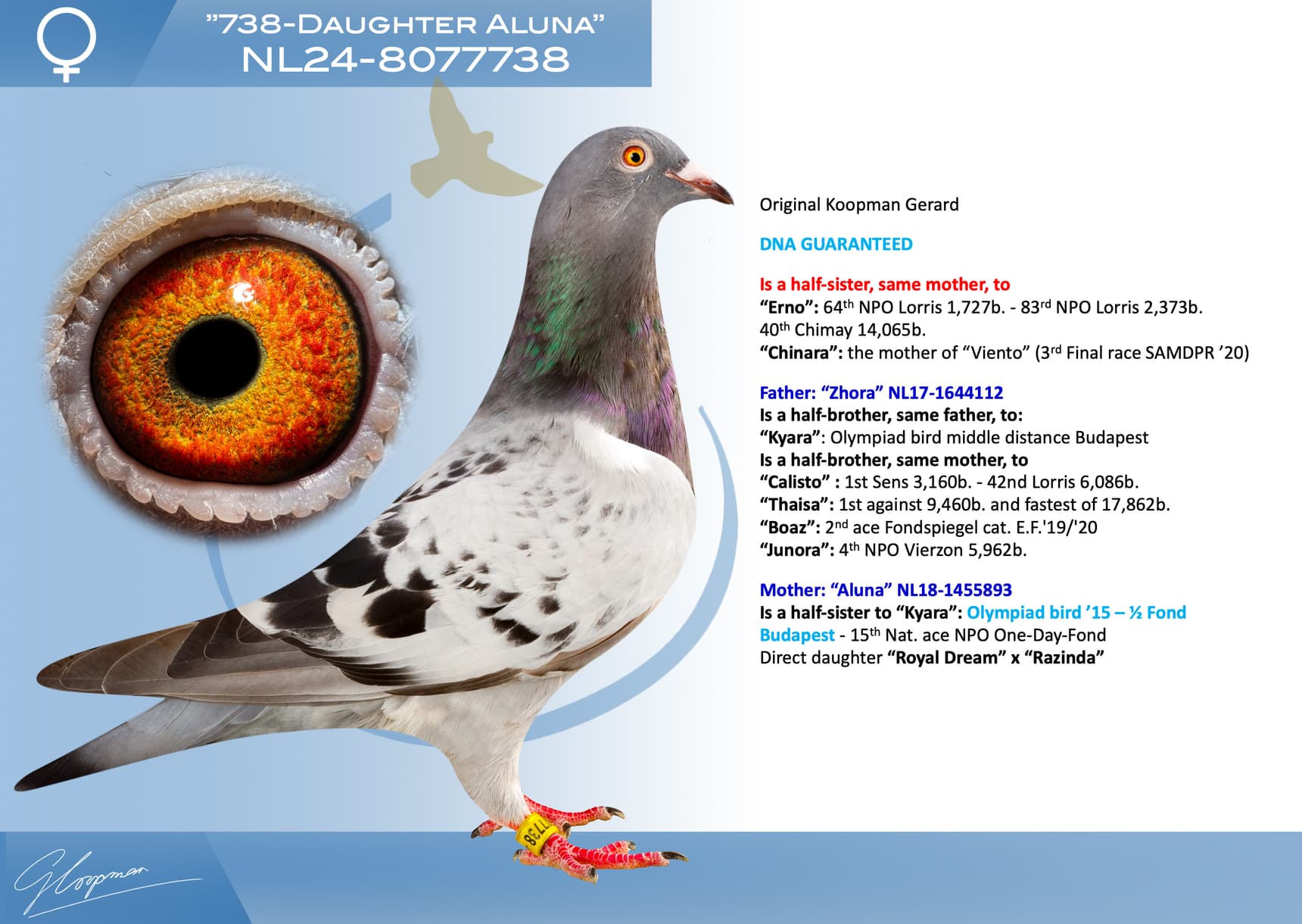 pigeon: undefined