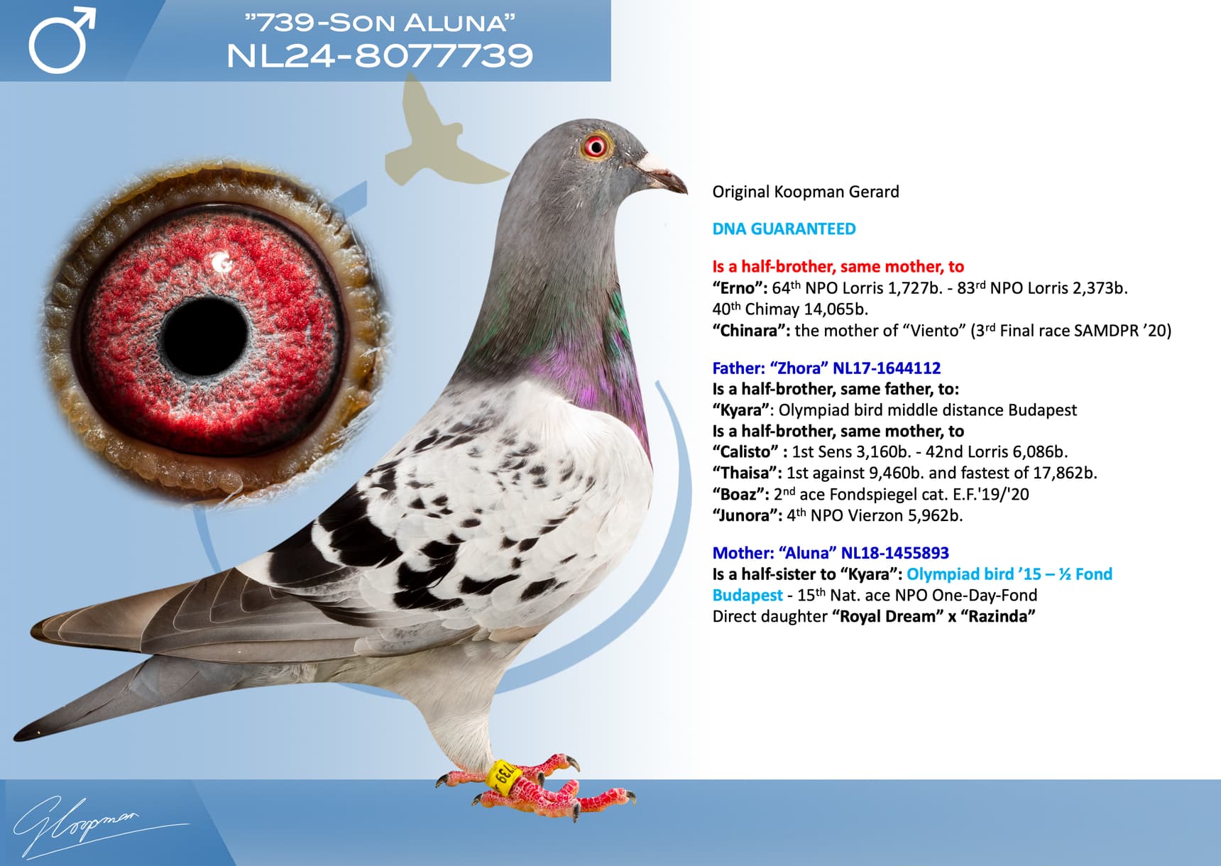 pigeon: undefined