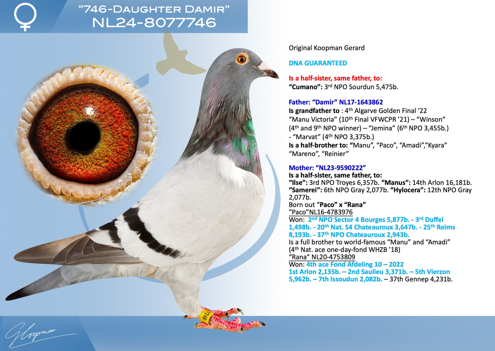 pigeon: undefined