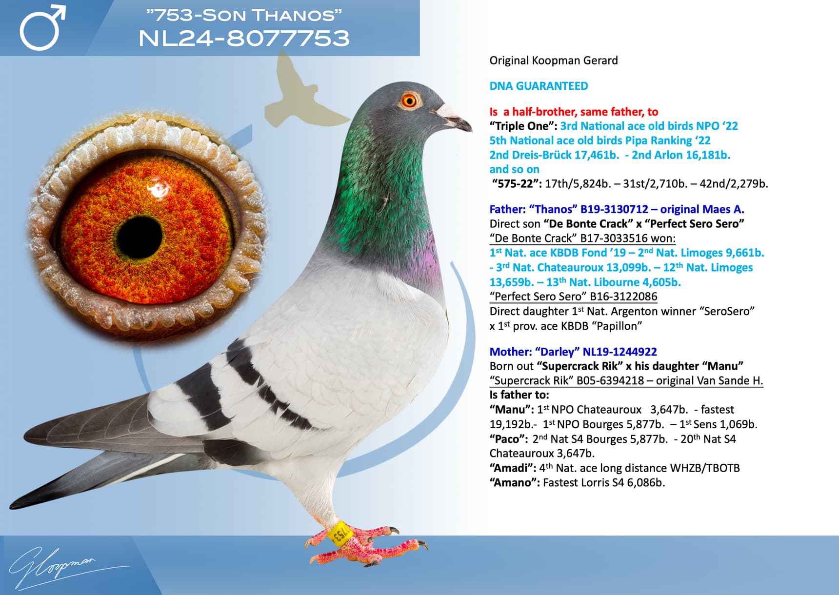 pigeon: undefined