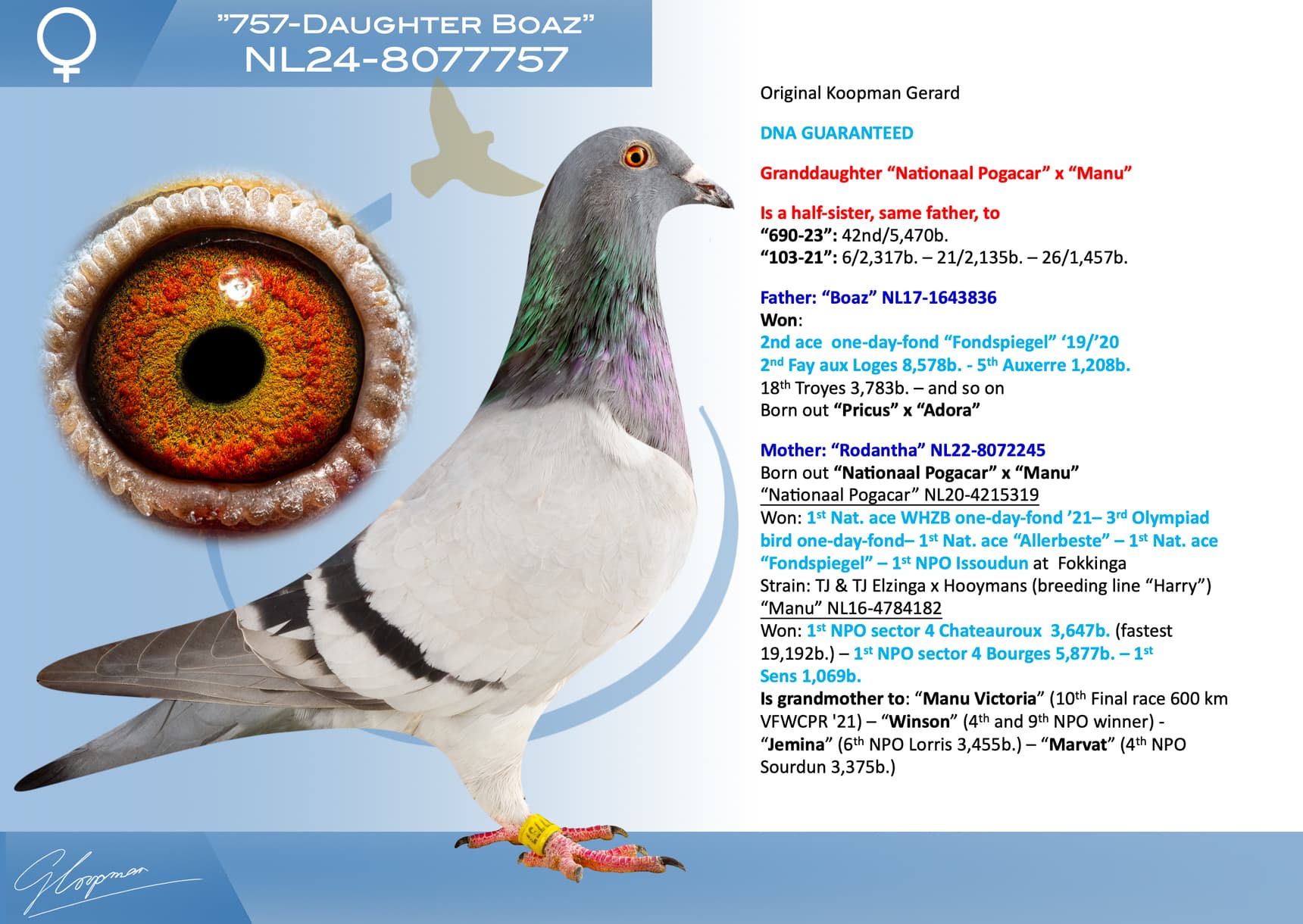 pigeon: undefined