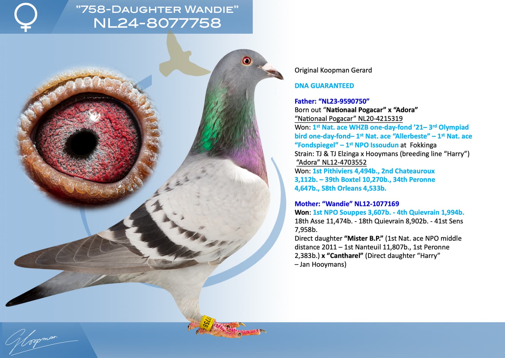 pigeon: undefined