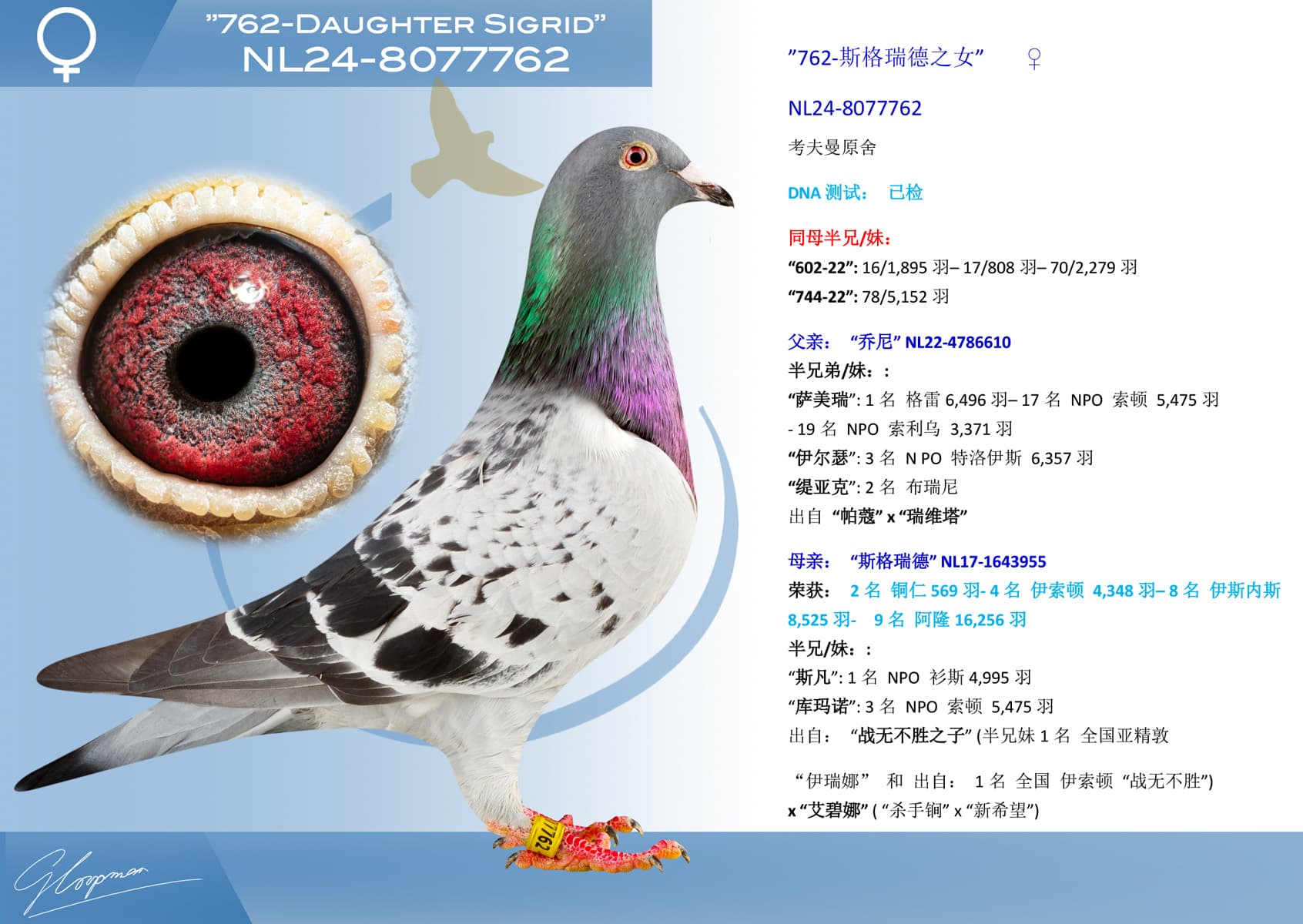 pigeon: undefined