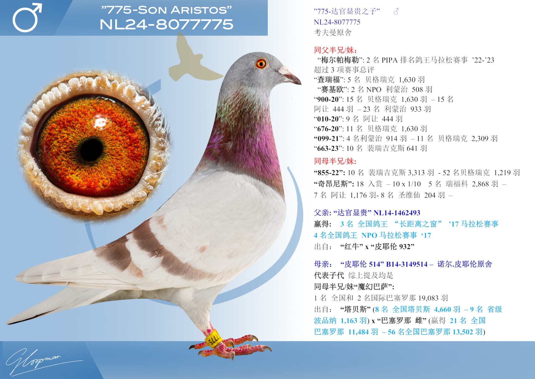 pigeon: undefined