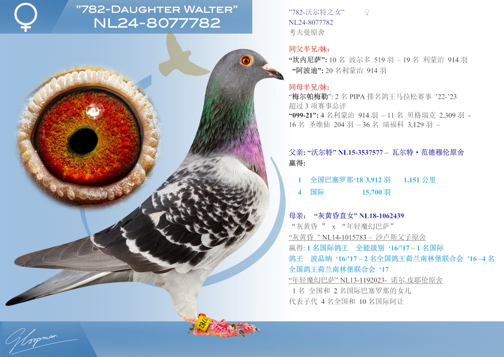 pigeon: ”782-沃尔特之女”