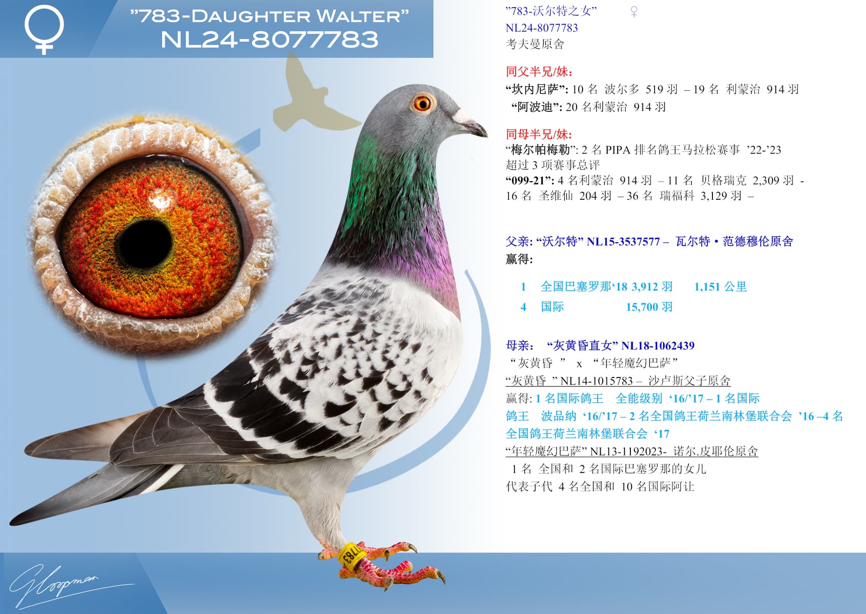 pigeon: ”783-沃尔特之女”