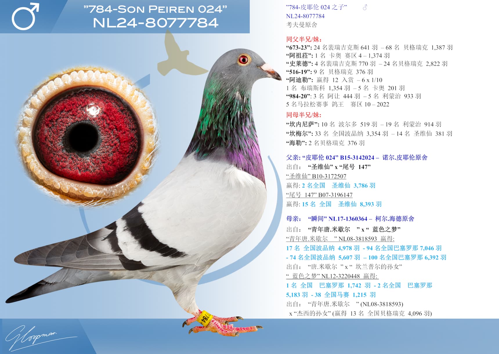 pigeon: undefined