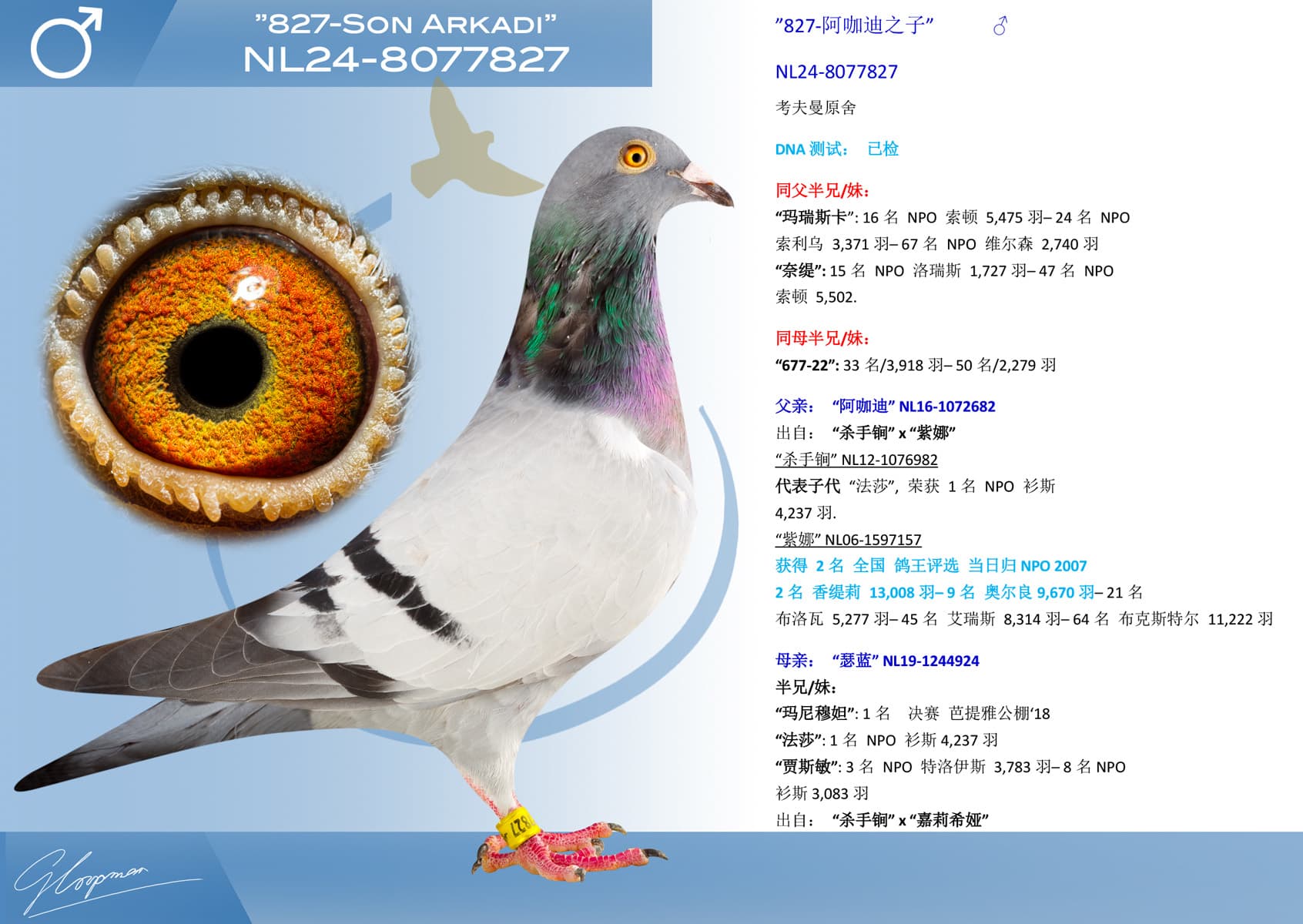 pigeon: ”827-阿咖迪之子”