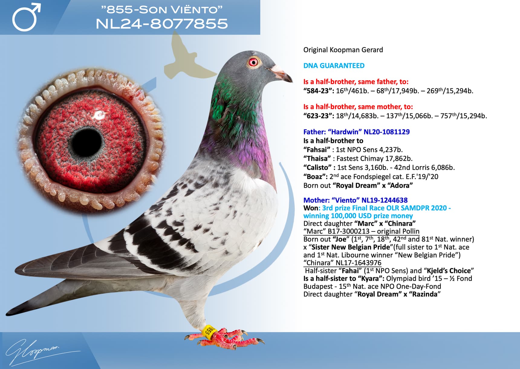 pigeon: undefined