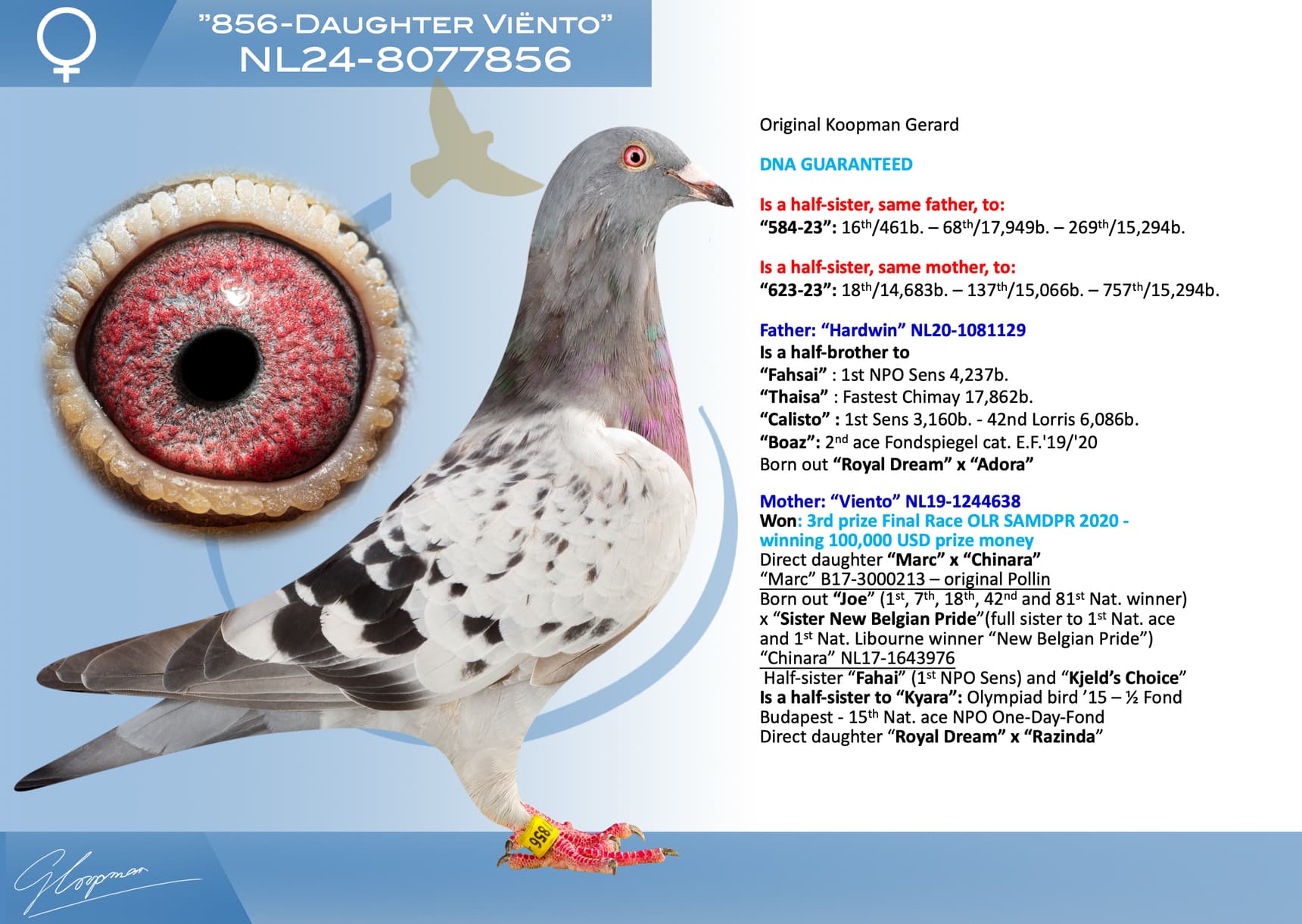 pigeon: undefined