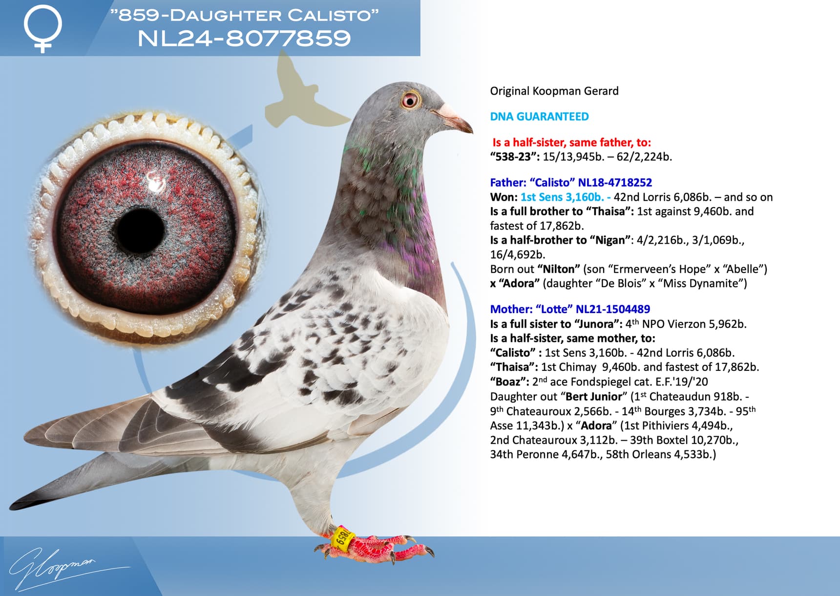 pigeon: undefined