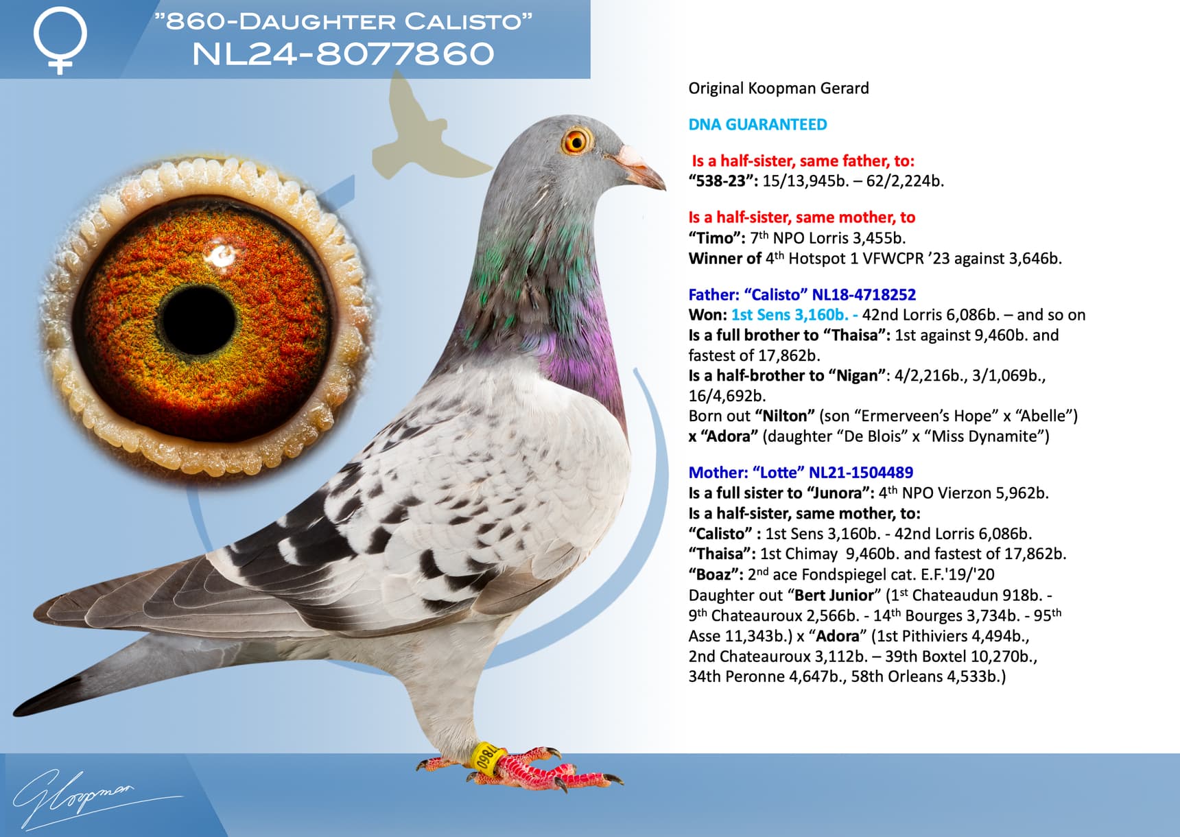 pigeon: undefined