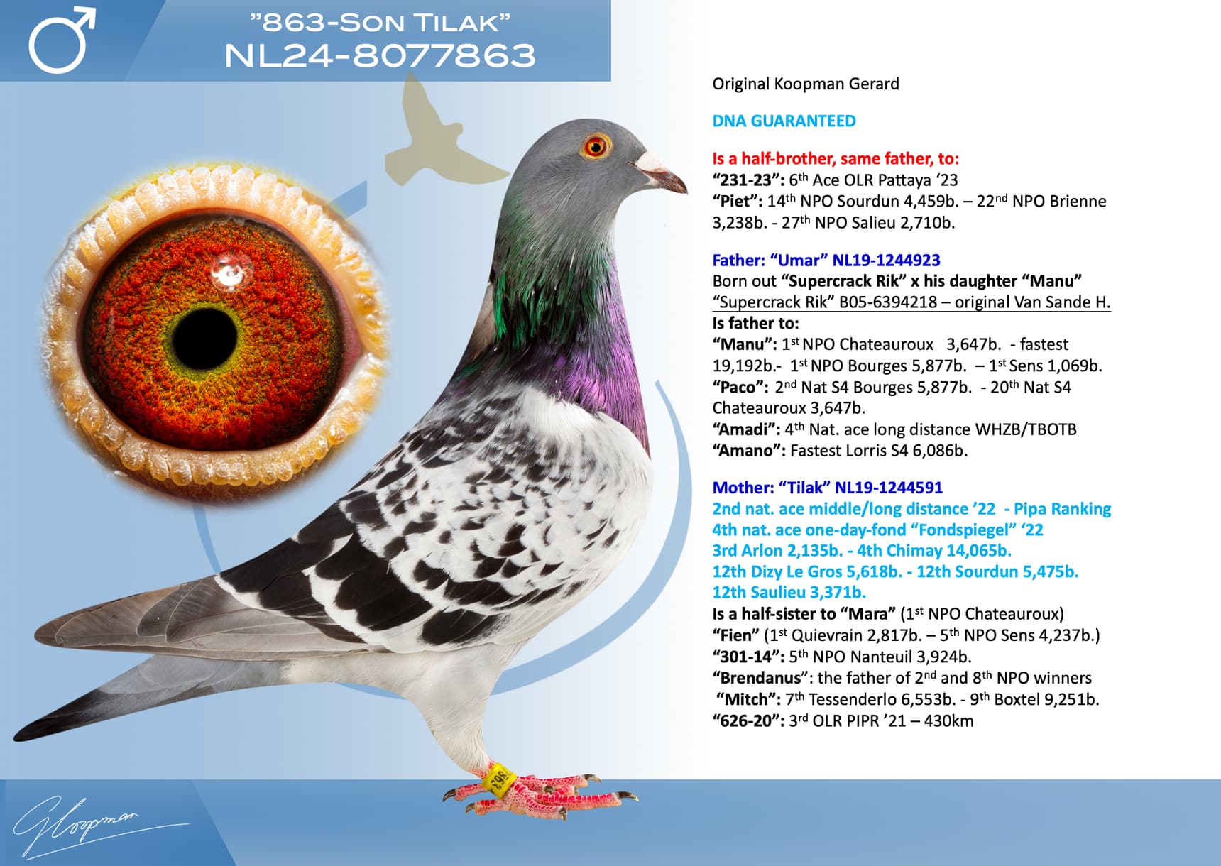 pigeon: undefined