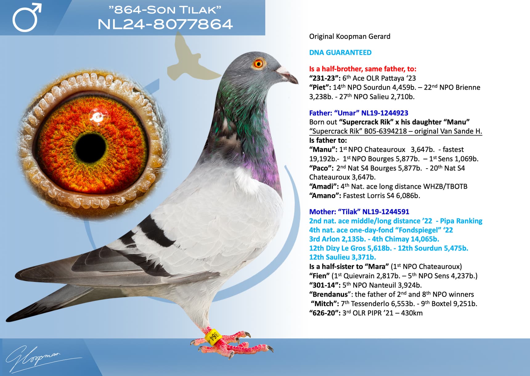 pigeon: undefined