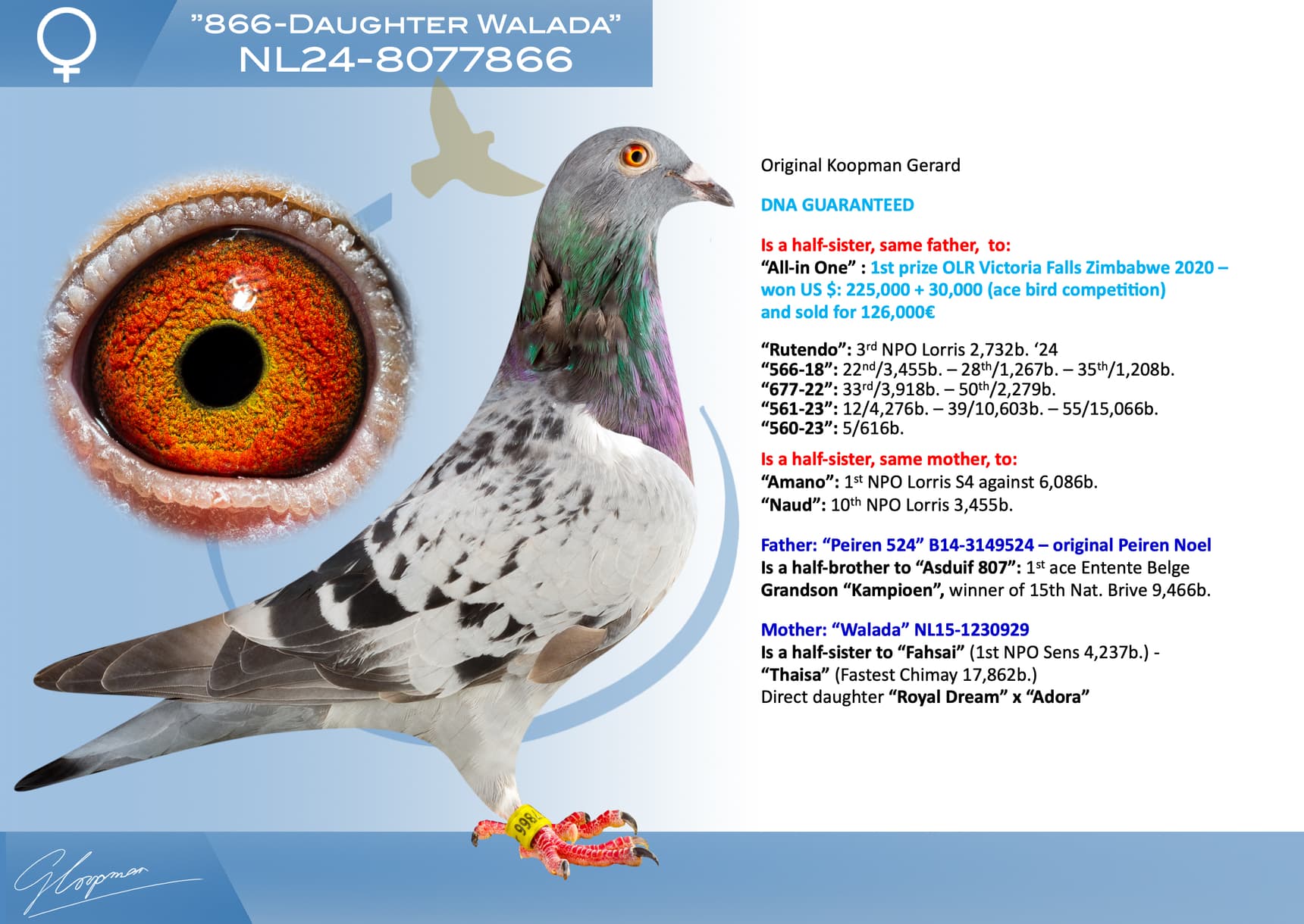 pigeon: undefined