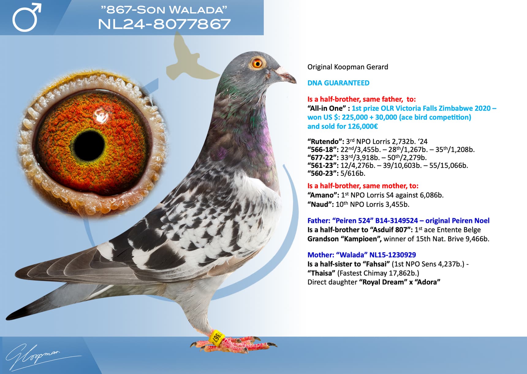 pigeon: undefined