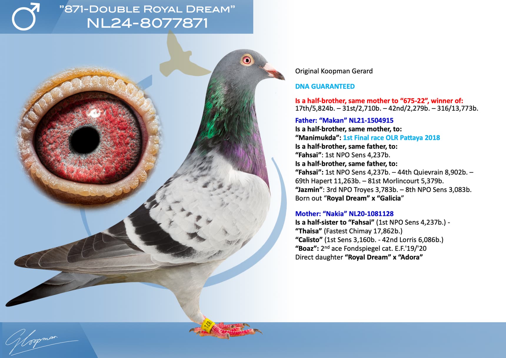 pigeon: undefined