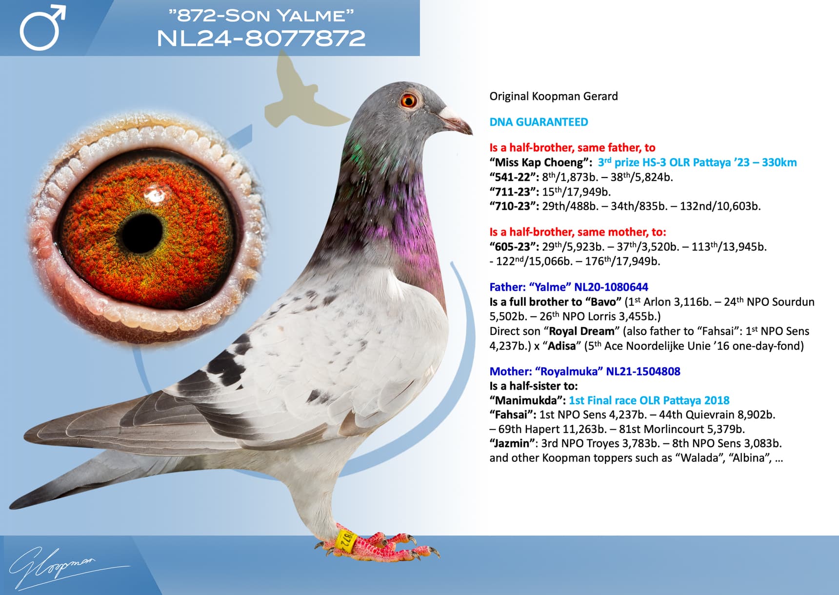 pigeon: undefined